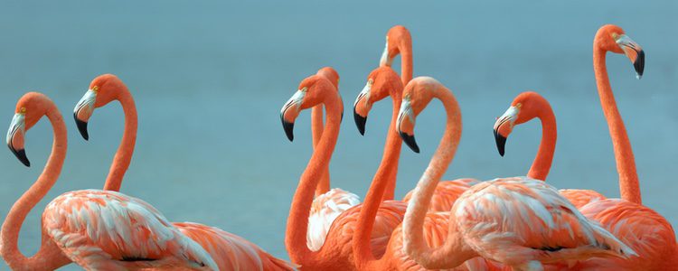 El color de los flamencos se debe a su alimentación