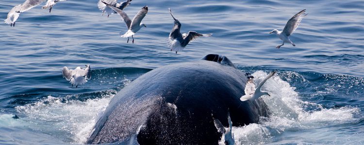 Las gaviotas son un gran peligro para las ballenas 