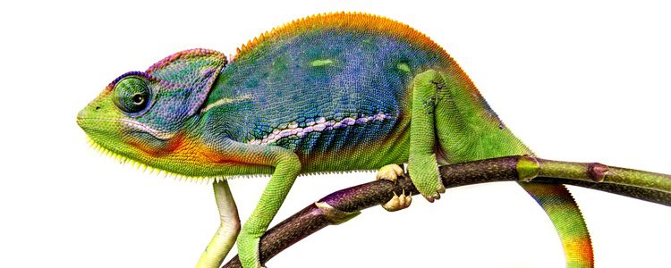 Camaleón significa león de tierra