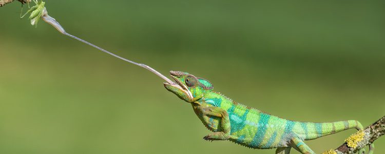 Existen más de cien especies de este reptil