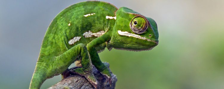 Es un animal solitario