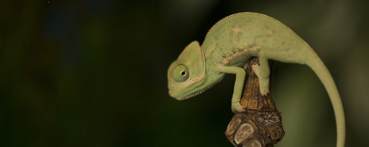 Los camaleones agradecen el cariño al igual que otros animales domésticos