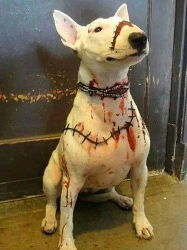 Un Bull Terrier lleno de pintura roja
