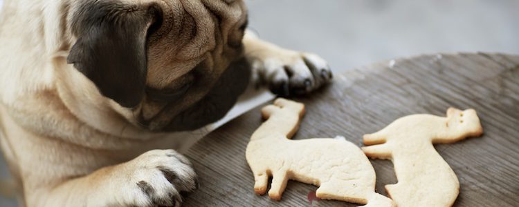 A tu mascota le encantarán