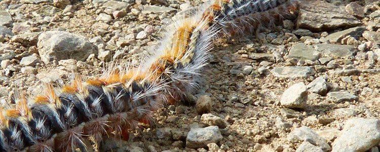 Las procesionarias son unas orugas altamente venenosas que llegan en primavera y pueden producir daños graves a tu mascota