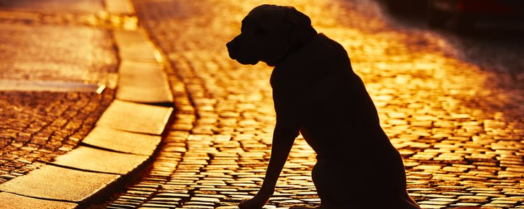 Los perros de los refugios pasaron por la situación de abandono