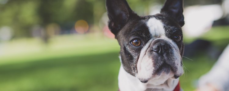 Durante el paseo se descubren muchas actitudes de nuestra nueva mascota