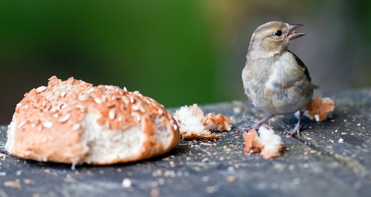 Los alimentos con sal no son buenos