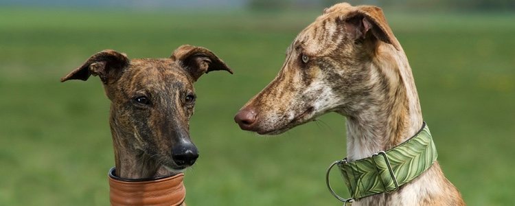 El galgo español es una de las mascotas más populares entre adoptantes