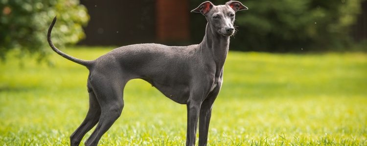 Este tipo de galgo es el más pequeño que se conoce