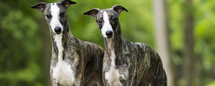 El whippet es de tamaño mediano y de pelo corto y suave