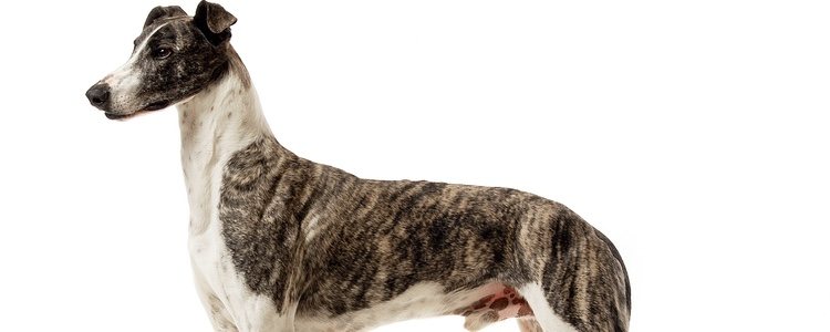 El galgo húngaro es muy fuerte y tiene gran rapidez