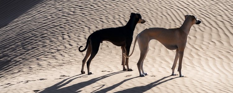 Esta tipo de galgo es perro guardián de rebaños y caza animales como antílopes