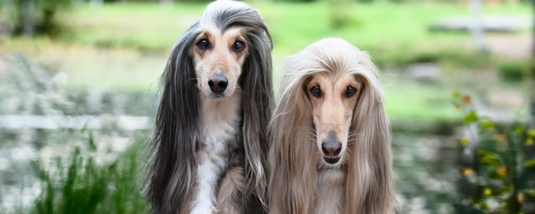 El galgo afgano es uno de los tipos más grandes