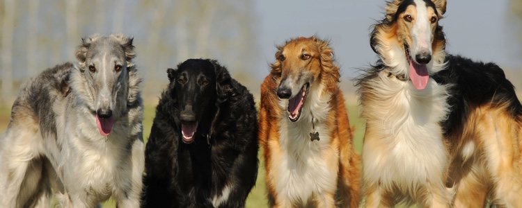 El galgo ruso era el perro de compañía de la aristocracia
