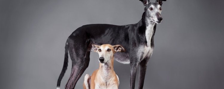 Este galgo son el tipo más vulnerable ante enfermedades
