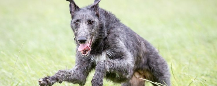 Este tipo de galgo se caracteriza por su fuerza y agilidad