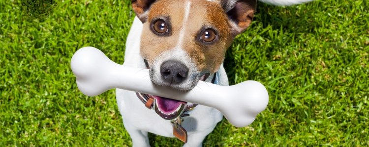 Encontrar juguetes mordedores variados para tu perro no será un problema
