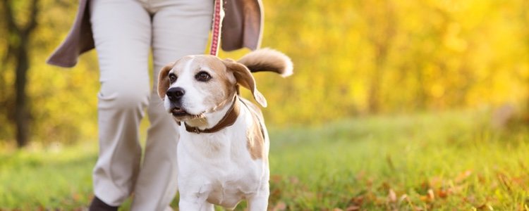Sacando a pasear a tu perro tienes su alegría asegurada porque les encanta el aire libre
