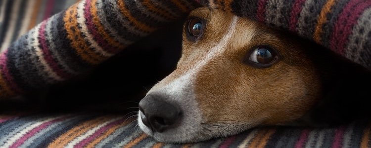 Si le regalas una manta a tu canino, seguro que no te la rechaza