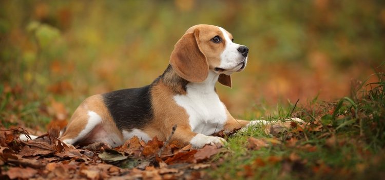 Snoopy es un Beagle