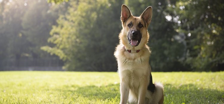 El perro policía Rex es un Pastor Alemán