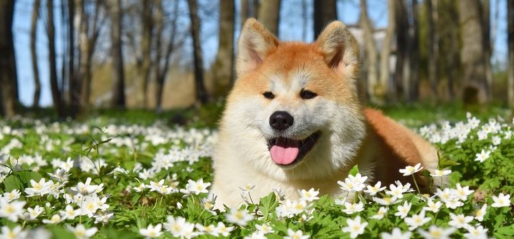 Hachiko es un Akita Iun