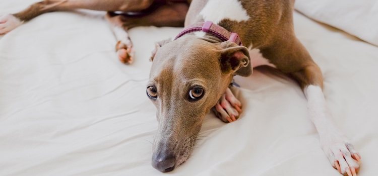 Pequeño ayudante de Santa Claus es un Galgo