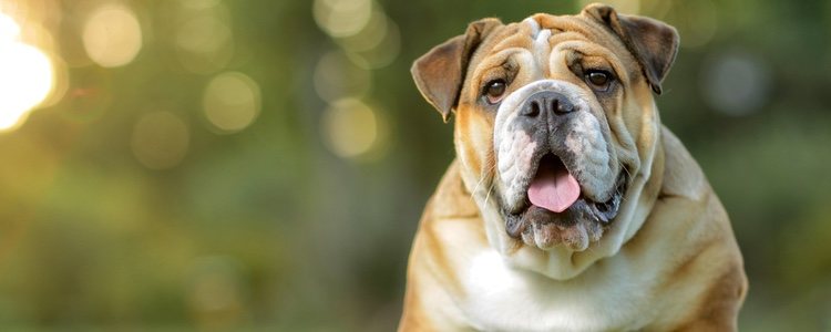 Jake podría ser un Bulldog pero es difícil de determinar