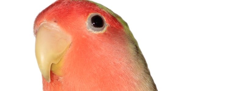 Su plumaje es verde y rosa anaranjado