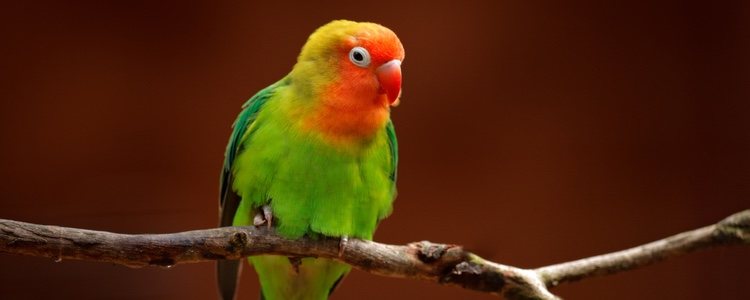 El color de su cola es verde