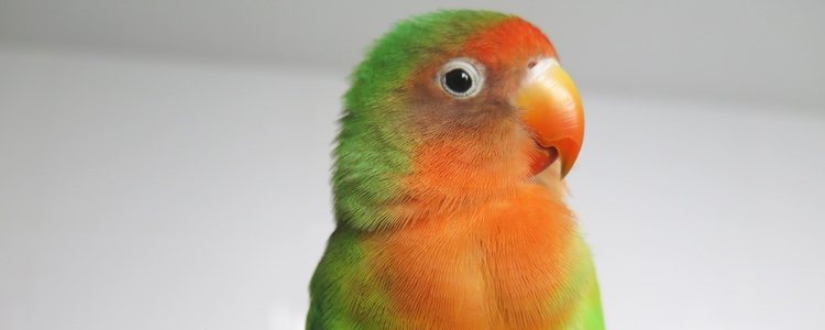 El color de su pico es rojo