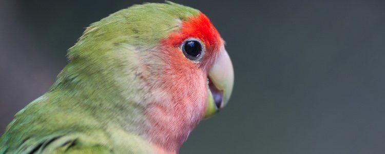 Son completamente verdes menos el rostro