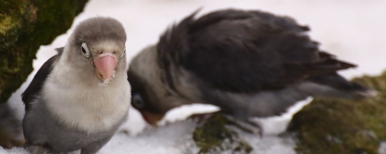 Son pequeños y son difíciles de diferenciar