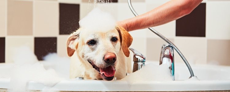 El baño tiene que ser una experiencia relajante para nuestra mascota