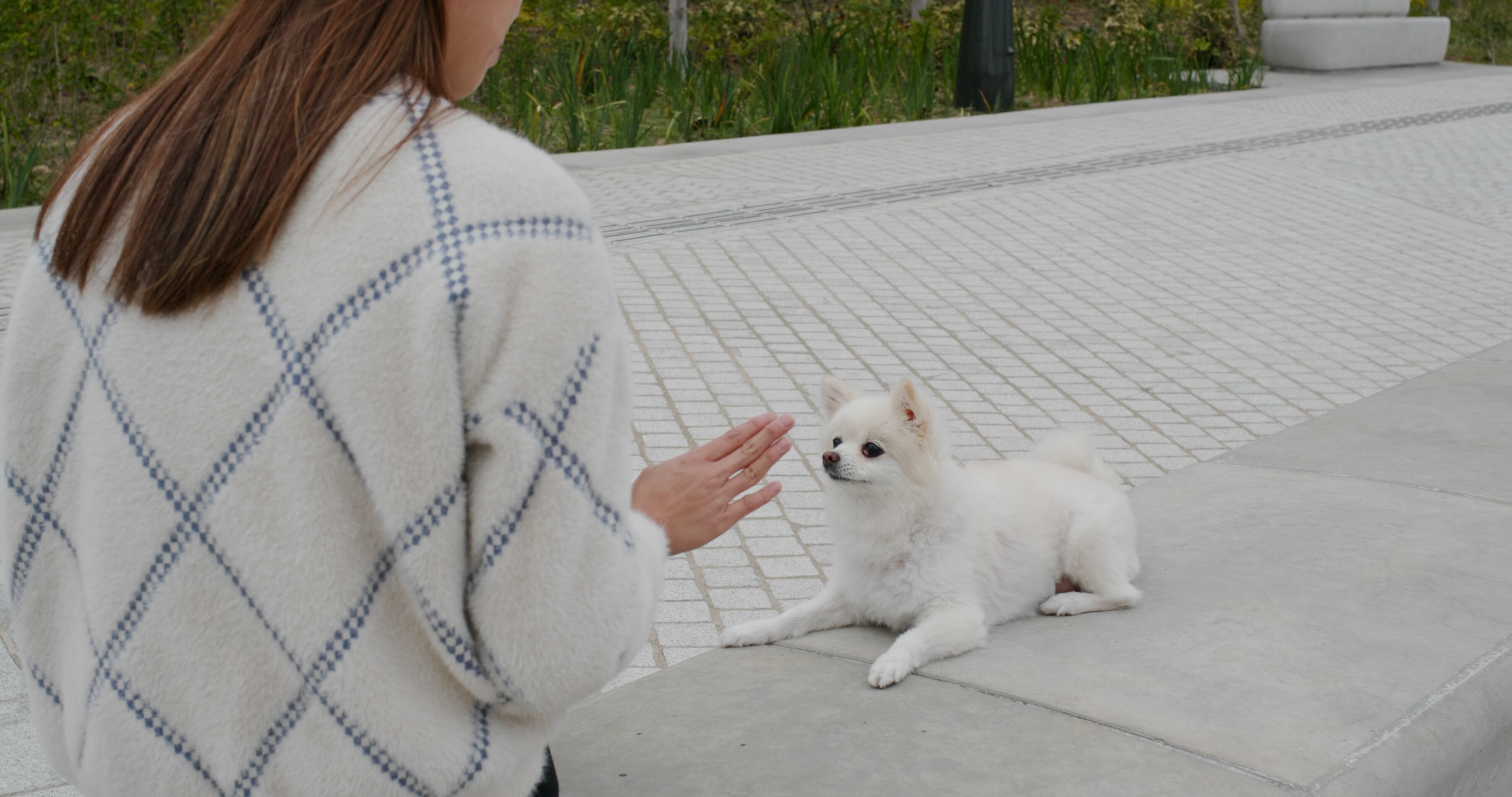 Un perro educado tiene muchísimos beneficios
