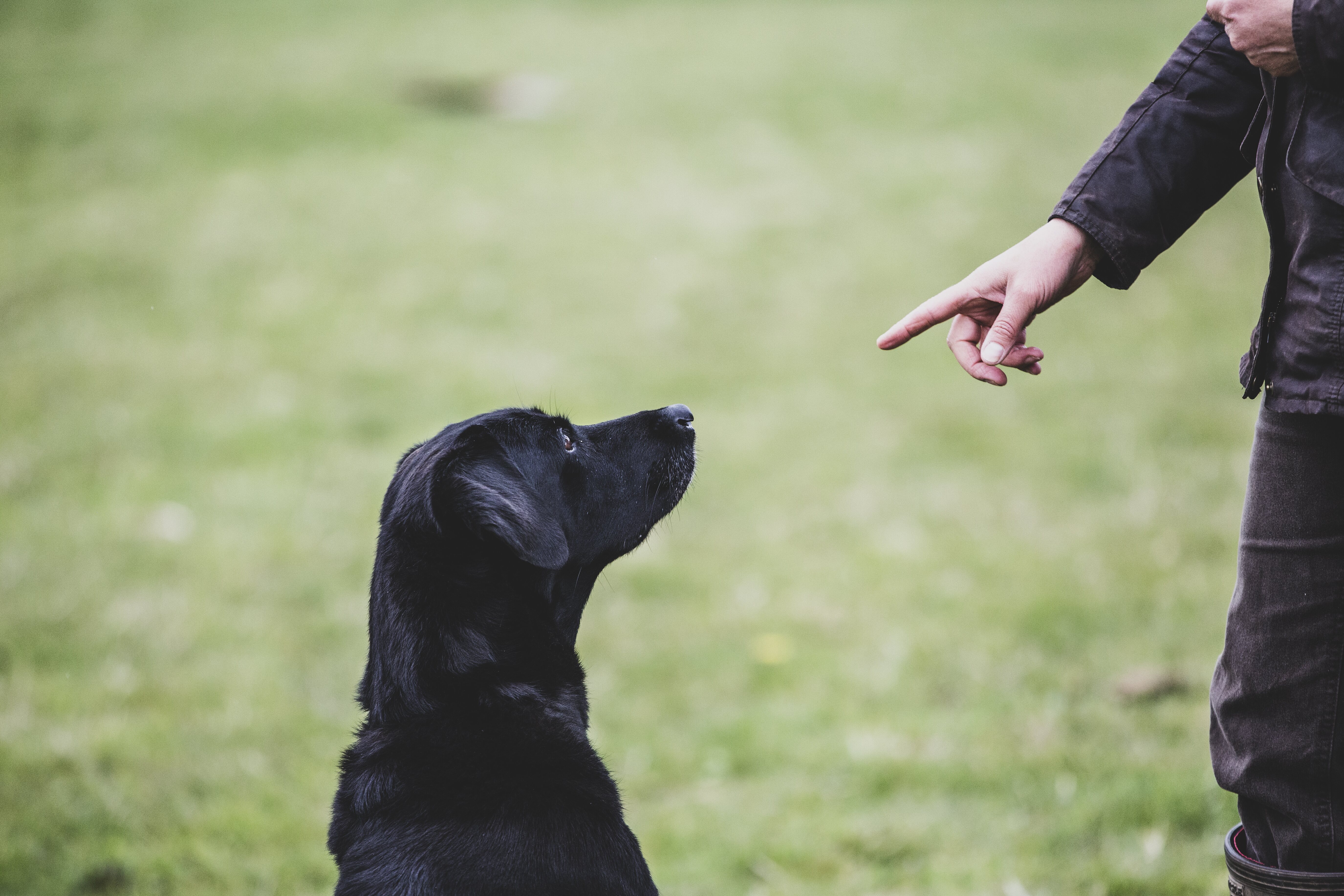 El condicionamiento inverso es utilizado para perros que se lanzan a las personas