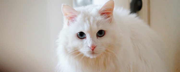 Los gatos de angora provienen de la Inglaterra de 1800
