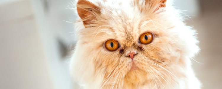 Los gatos persa son muy independientes y apenas buscan el contacto humano