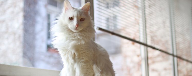 Los gatos de Angora tienen la cabeza y las orejas más alargadas que los Persa