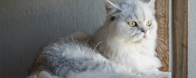 Se debe evitar muchos cambios en el hogar para que el gato no se desoriente más