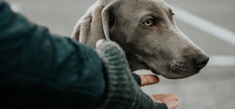 Es recomendable parar cada cierto tiempo para que el perro se estire