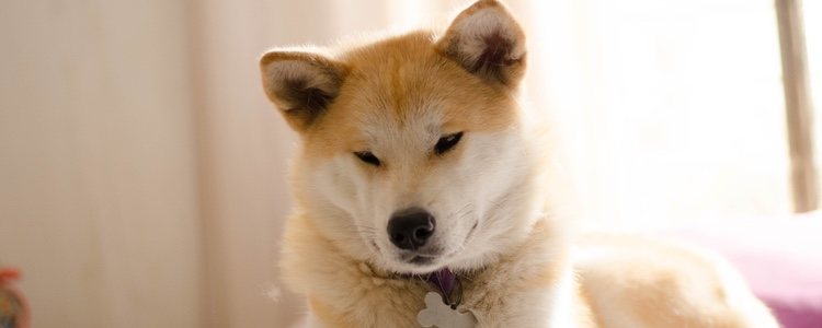 El Akita Inu tiene la cabeza más grane y los ojos más redondos