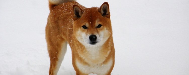 El Shiba Inu mide entre 35 y 40 centímetros y pesa de 8 a 15 kilos