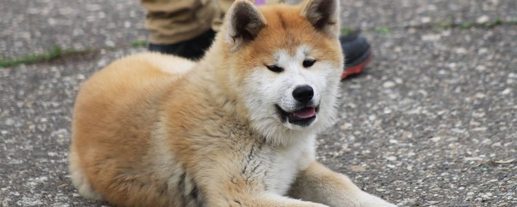La esperanza de vida del Akita Inu es menor, entre los 10 y 12 años