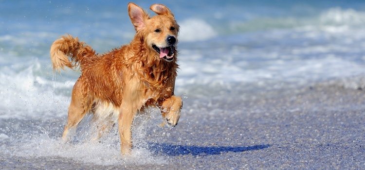 A los perros les encanta correr por la orilla del mar