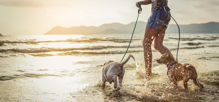 Vigila siempre a tu mascota para que no moleste al resto de bañantes