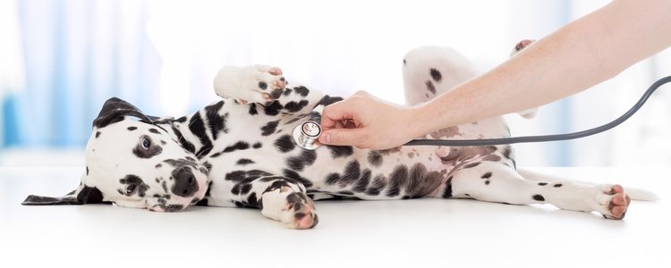 Para llevar a los cachorros al veterinario es aconsejable taparlos con una manta