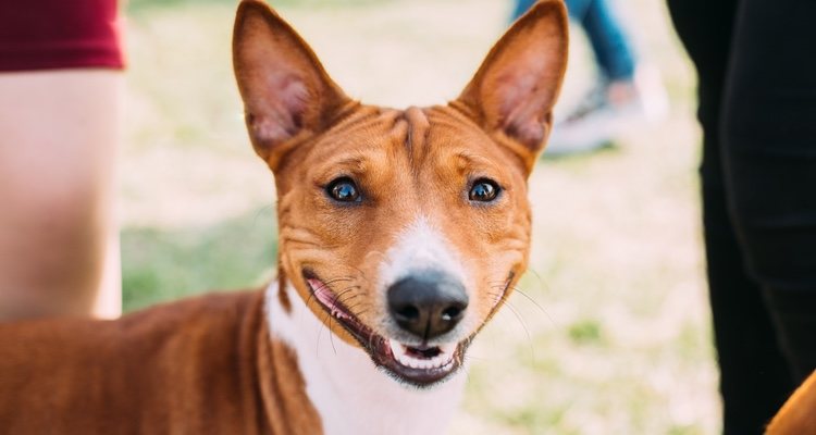Hay que saber muy bien cómo actuar ante el carácter de un perro