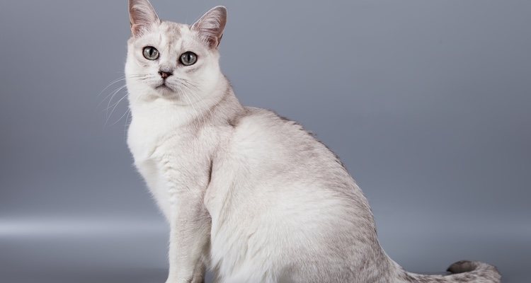 Los gatos Burmilla pueden tener varios colores pero el más habitual es el blanco